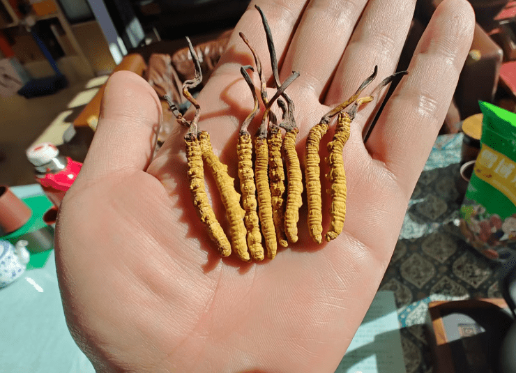 开云平台-年销20万根的冬虫夏草竟是胶水拼的！工作人员：买的好胶水，吃下去没有事